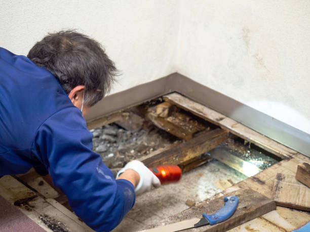Best Mold Remediation for Specific Building Types in Footville, WI