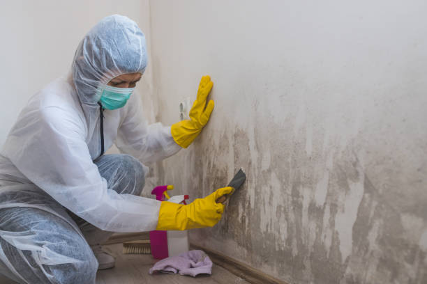Best Insurance-Related Mold Remediation in Footville, WI
